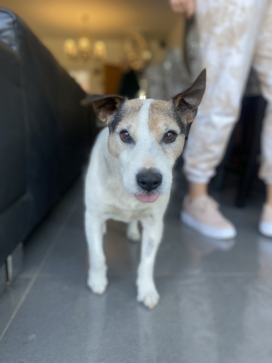 elliemoyses's tweet photo. @isawitfirst He doesn’t have an IG handle but Vimto has just had an operation to remove some tumours and he’s now living his best life 🤍 #IPAWICONS https://t.co/yRYDHCS9Cr