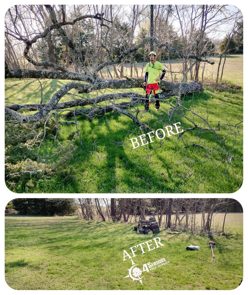 Removal of an uprooted tree 🌳