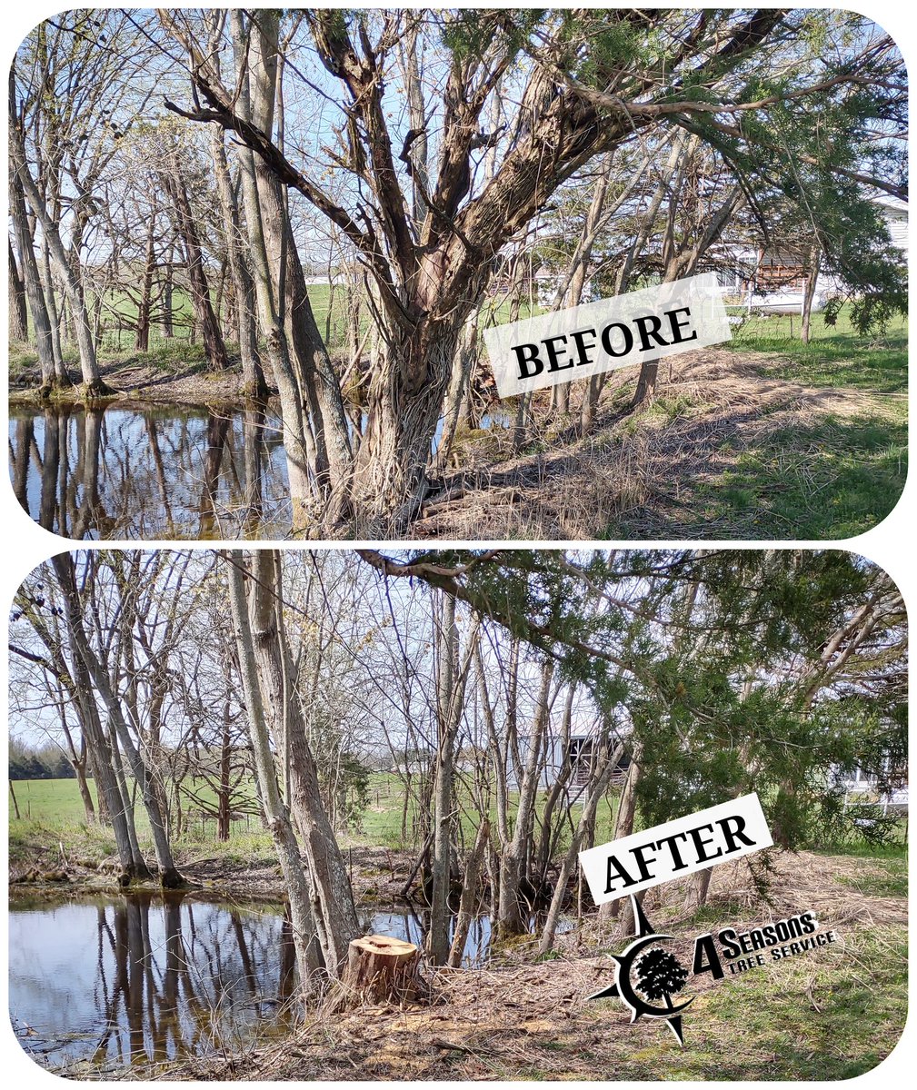Removal of a dying 💀 Mulberry tree 🌳