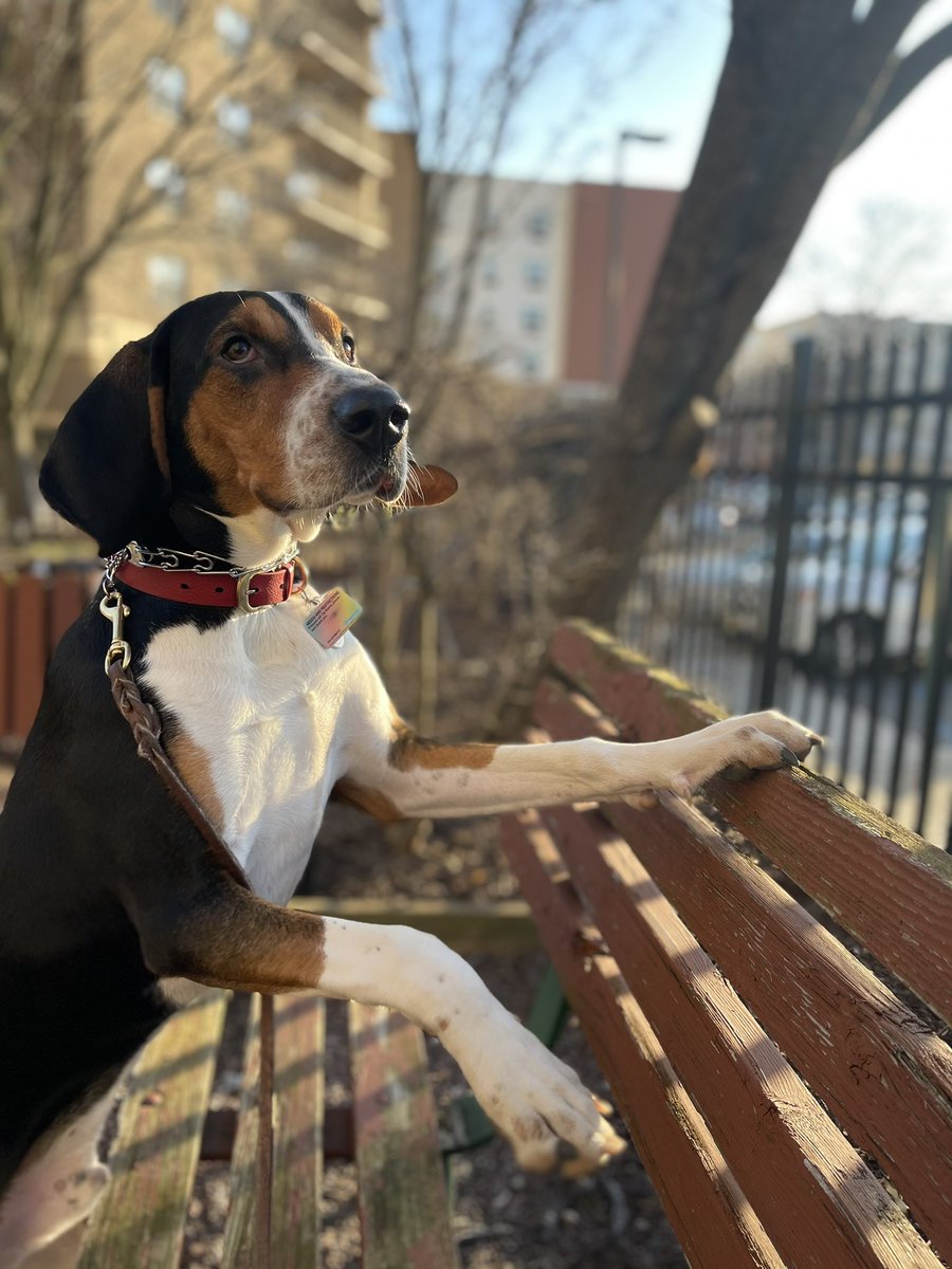 #NationalPetDay Big PawPaw 🐾 aka Biggie Paws 🐾 #TreeingWalkerCoonHound #TreeWalker #8monthsold #BabyBoy