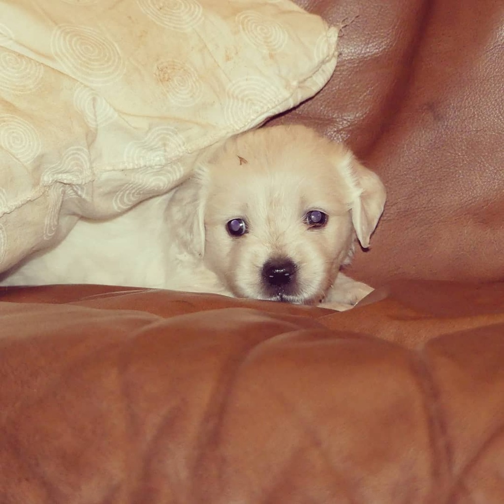 93MiCasa's tweet photo. Meet Cheeni ❤🐶 Hand reared, as her Mom developed a serious infection when she was 12 days old. Like Chikoo, she too is the lone survivor having lost all her siblings. 
.
#lonesurvivor #cutepup #cheeni #goldens #retriever #dogfamily https://t.co/ff1r8gX6qM https://t.co/Jt8lbB88nA