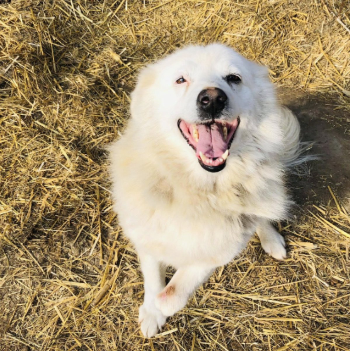 Protect_Wldlife's tweet photo. Please can everybody RT to help @MiriMission find Moses a #FureverHome. He is in kennels so can't receive his prosthetic leg until he has a home. He is such lovely boy and is fine with cats and children. 💕

More details at https://t.co/7hHWcrexuG https://t.co/CuGa3pMwGf