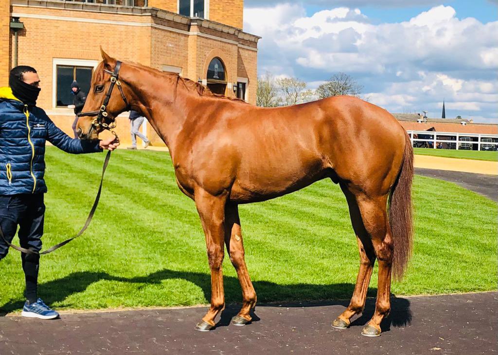 starbloodstock's tweet photo. Our draft in sunshine @Tattersalls1766 Craven @BrzUps 

Lot 11 Arrogate ex Funny Moon (G1 winner) @JuddmonteFarms
Lot 50 Night of Thunder ex Militate (full sister to Main Aim) @DarleyEurope
Lot 76 Kantharos ex Raging Atlantic @HillnDaleFarm
Lot 125 - Profitable ex Alexander Youth https://t.co/4jMjiUE8iL