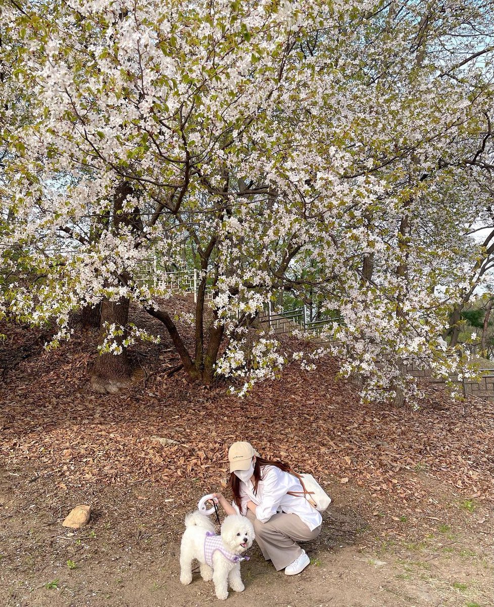 chaeyeon pics tweet media