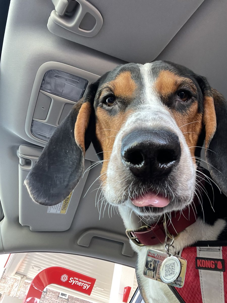 Big Poppa aka Biggie #treeingwalkercoonhound #treeingwalker #coonhound #BigPawPaw 🐾 #BiggiePaws 🐾 #8monthsold #NationalPetDay