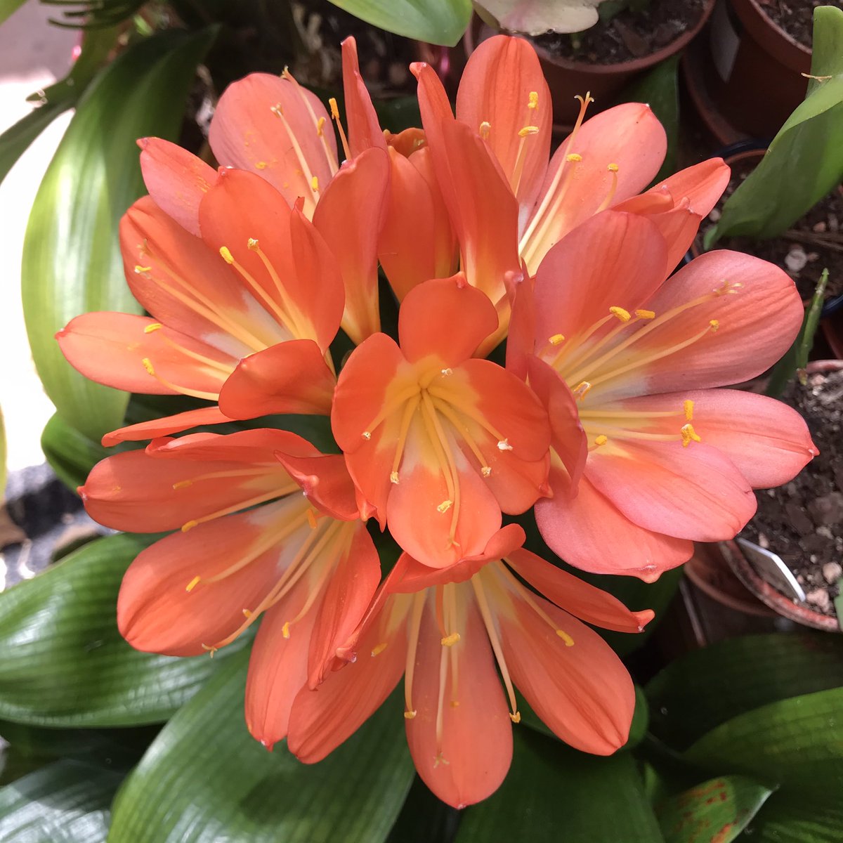 ChrissieHarten's tweet photo. This beauty is Clivia miniata ‘Wide Leaf Monk’, in full flower in the conservatory. As expected from the name, the leaves are much broader and shorter than usual. As an added bonus, the flowers are much bigger than usual too! https://t.co/xR3HdNf0Cu