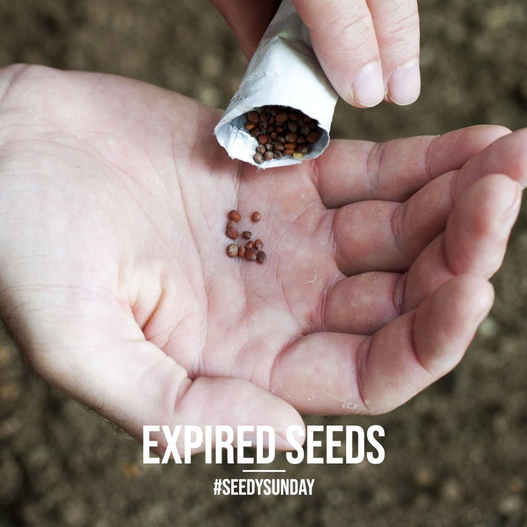 Do you have #expiredseeds? Don't be too quick to dispose, it simply means you won’t have as high a germination rate. You can also conduct a simple #seedviability test by putting the seeds on a damp cloth and observing #germination rate. #SeedySunday <a href="/henhere/">Halton Environmental Network</a> <a href="/GSSHaltonPeel/">GSS Halton-Peel</a>