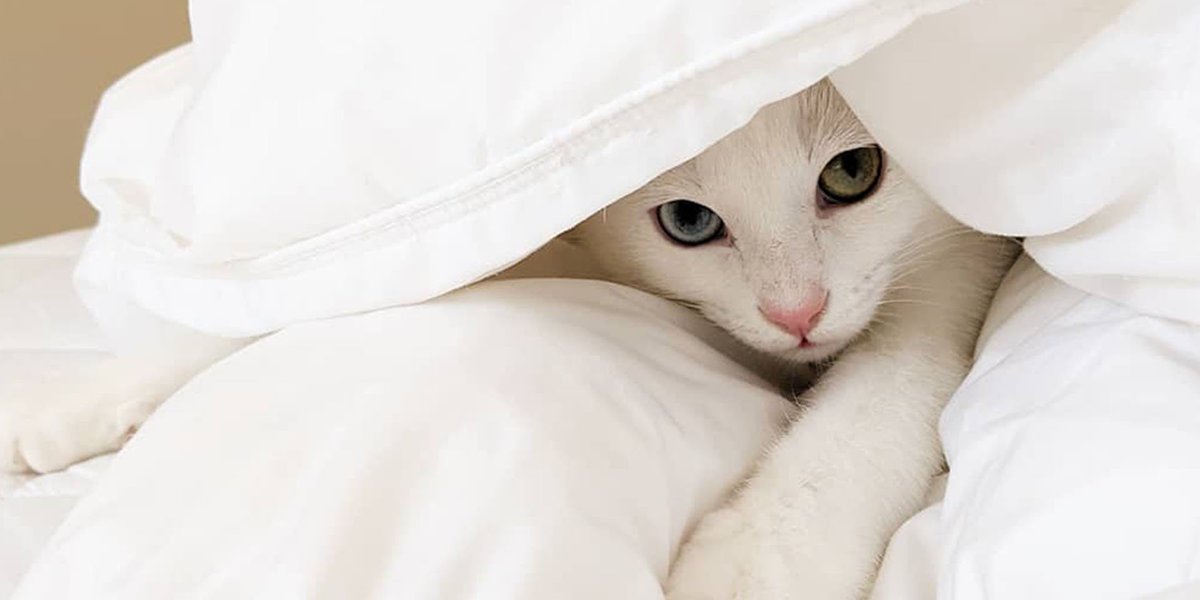 madebygoogle's tweet photo. This #NationalPetDay, we’re celebrating photogenic #TeamPixel pets, big or small. Share your best shots below! https://t.co/BwDzfDLmYi
