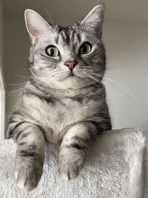 Twitterのコスプレ画像26