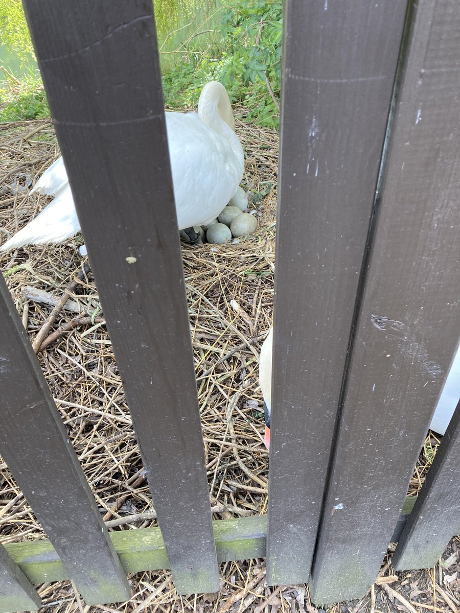 AMHanson3's tweet photo. Well mostly a lovely walk today seeing lots of sights including a swan guarding eggs in a nest how lovely. 8.4 miles though so happy with that #sorelegs #needabath https://t.co/tjgO3X9H3b
