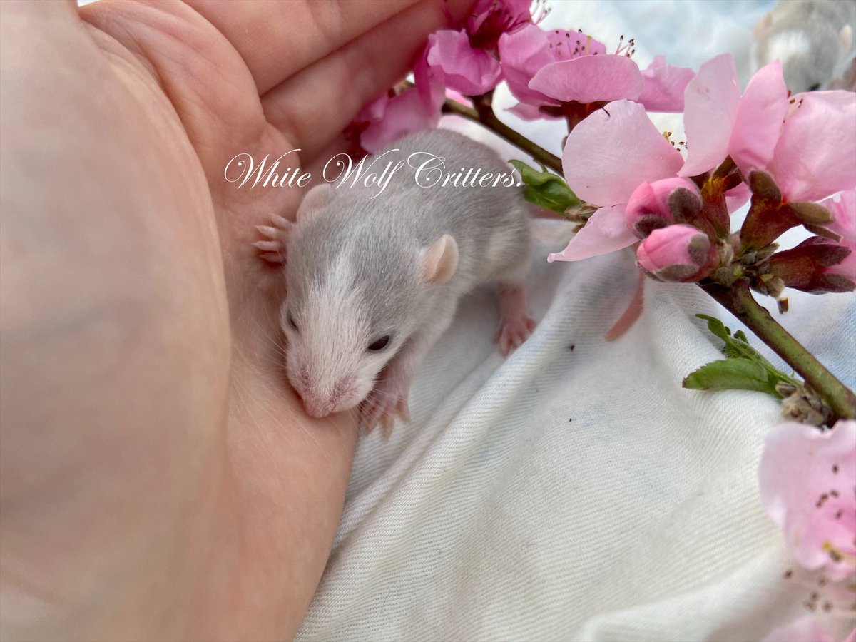 Rat baby 💕
