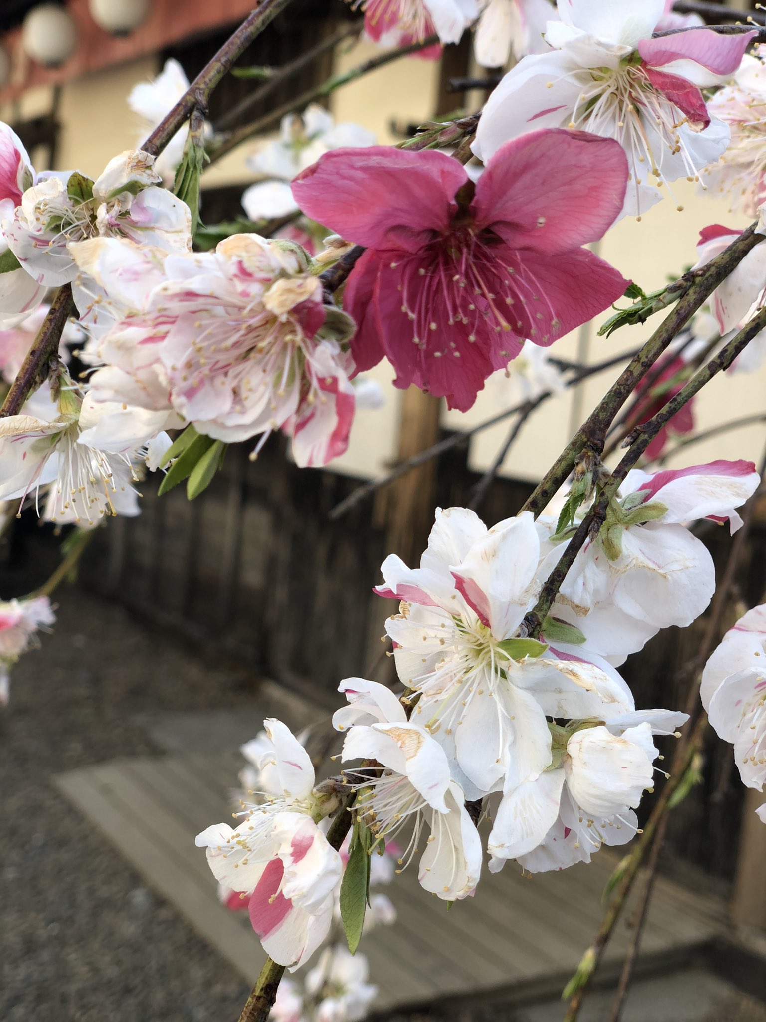大島亮二on Twitter この花綺麗 T Co Nhb4wgy1gg Twitter 大島亮二on Twitter この花綺麗 T Co Nhb4wgy1gg Twitter