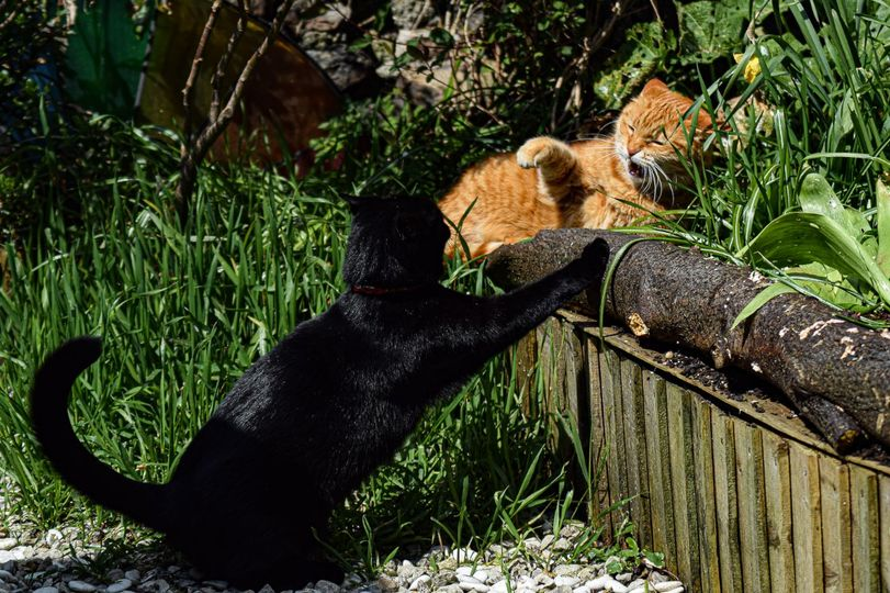 LynneWinThomas's tweet photo. Today's tale is called: The #StinkyKev fight back
After eleven long years of the female human telling him to 'defend, protect' against feline interlopers, Kevin finally gets the idea, in his own special Kevin way ๐คฃ https://t.co/uci2euS6nj