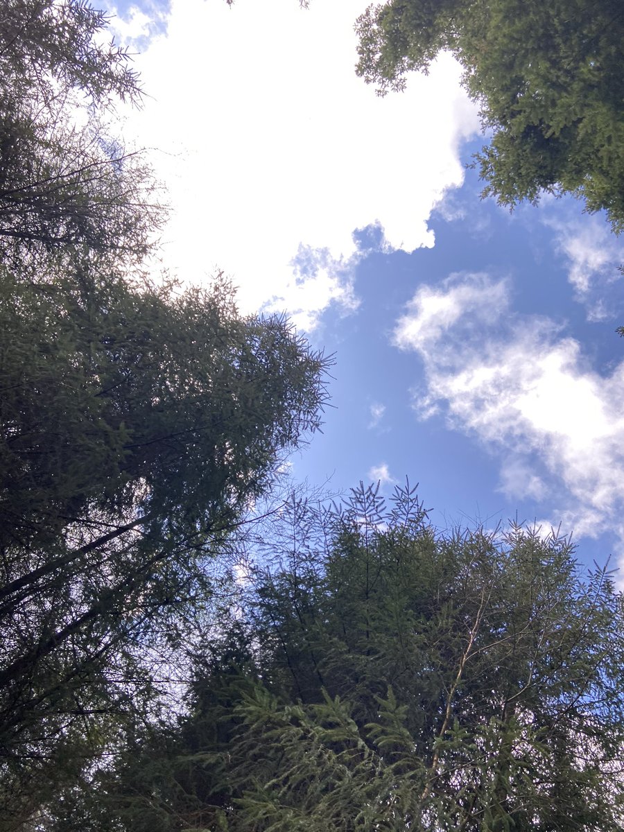 elainemkbutler's tweet image. Completed #100daysofwalking today!!!   (I missed one along the way). Round 2 anyone? 😊Princess Polly was the best company &amp;amp; motivation, hail, rain, snow, wind or shine.