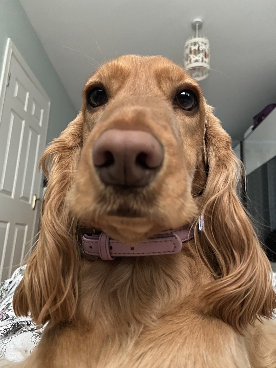 elainemkbutler's tweet image. Completed #100daysofwalking today!!!   (I missed one along the way). Round 2 anyone? 😊Princess Polly was the best company &amp;amp; motivation, hail, rain, snow, wind or shine.