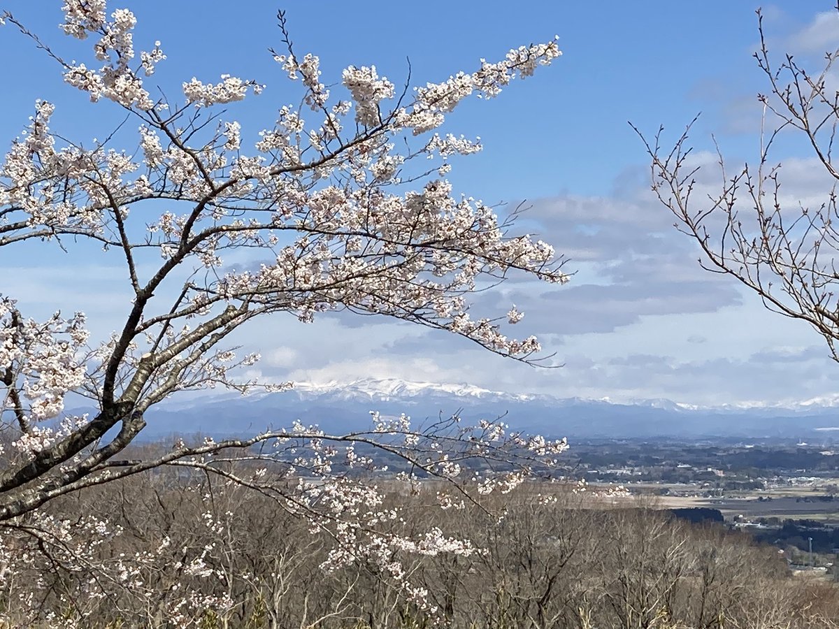 warabinanpira's tweet photo. 宮城の桜ギリギリ間に合った💦 https://t.co/PYcpDSUVIi