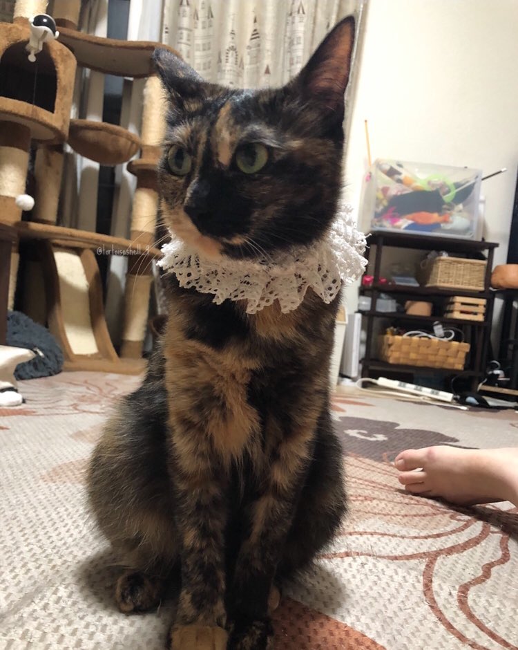 サビ丸family なんでサビ猫 さんは人気がないと言われるのか 改めて不人気の理由が分からないし謎すぎると思った だってこんなにかわいいんですよ かわいいしかないんですよ サビ猫はいいぞ T Co Jejycdc6vw Twitter サビ丸family なんでサビ猫 さんは人気がないと言われるのか 改めて不人気の理由が分からないし謎すぎると思った だってこんなにかわいいんですよ かわいいしかないんですよ サビ猫はいいぞ T Co Jejycdc6vw Twitter