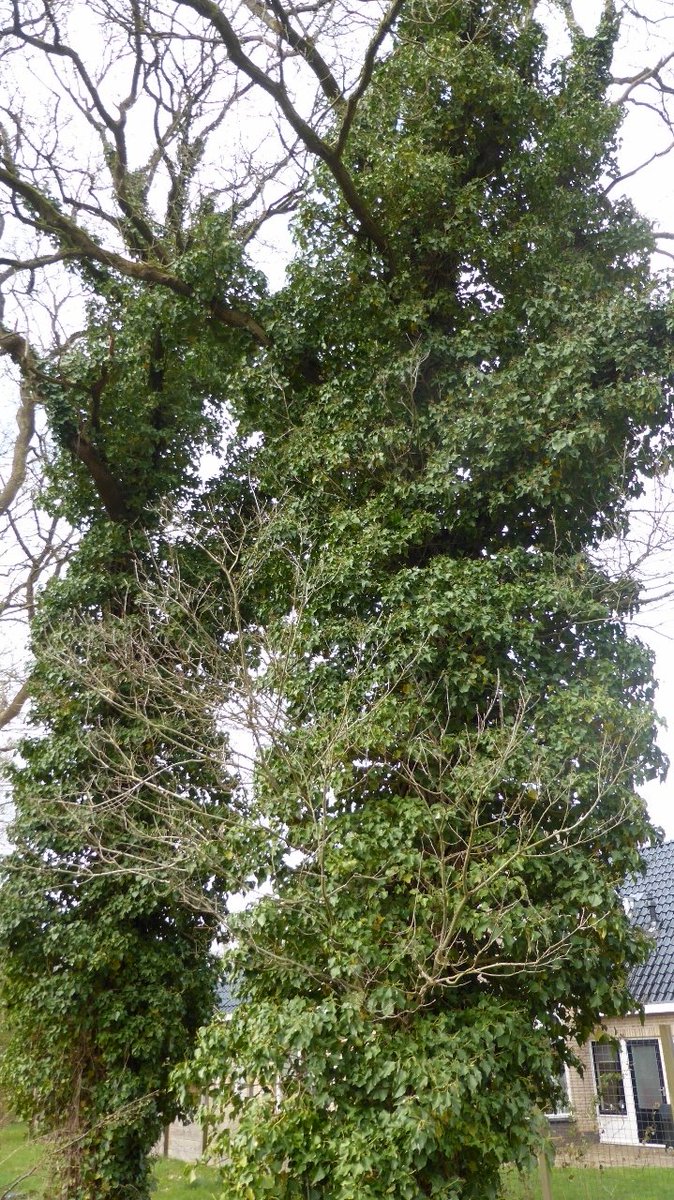 Ook deze klimop-eiken moeten er binnenkort aan geloven. Gevaar voor omwaaien op huis, denkt men.
Bomen zijn verzwakt door de klimop, zegt men.