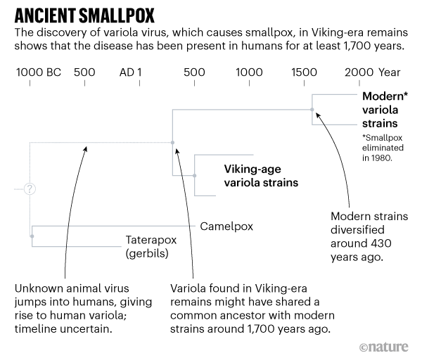 Η ευλογιά (smallpox) ήταν μια ύπουλη, θανατηφόρα κ πολύ μεταδοτική ασθένεια, που "έζησε" 40 αιώνες (!) αλλά με προέλευση απ'το 10.000 πΧ.. Μόνο μέσα στον 20ο αιώνα που υπήρχαν καταγεγραμμένα δεδομένα, οι ιστορικοί & ανθρωπολόγοι υπολογίζουν ότι θέρισε 300-500εκ ανθρώπους.8/
