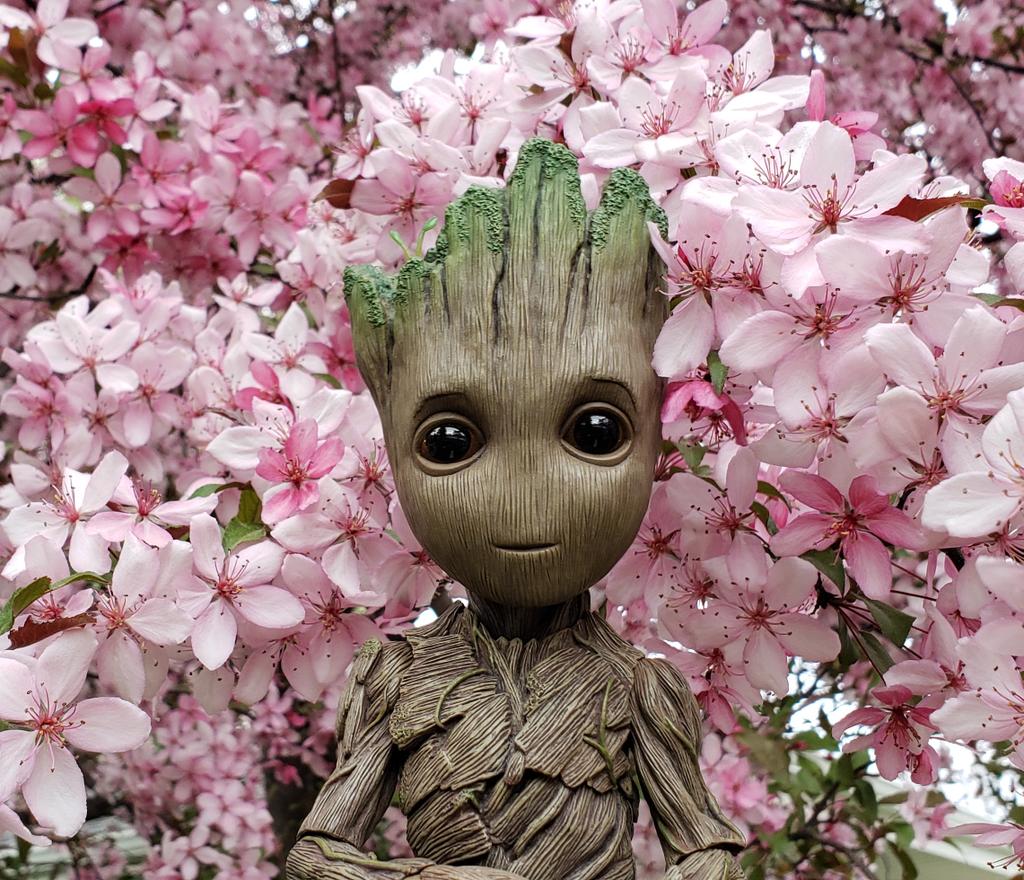MyBabyGroot's tweet photo. I am Groot.
#GoodMorningSpring
#ImHappyToSeeYou
#groot #babygroot #iamgroot #wearegroot #twig #guardians #guardiansofthegalaxy #guardiansofthegalaxyvol2 #avengersinfinitywar #gotg #gotg2 #marvel #disney #stickpic #instagroot #wearegroot🌱 #Blossom https://t.co/8IVQTzfCEs