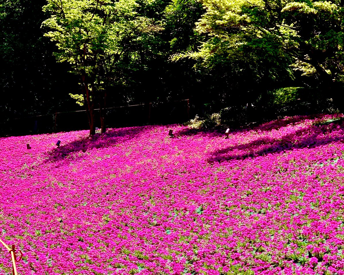 今日も良いお天気でした☺️✋🏻

1枚目の写真の近所の芝桜🌸
もう少しで満開かな？

来週、もう一度チャレンジしてみよ😁👍🏻

#東京タワー 
#芝桜
