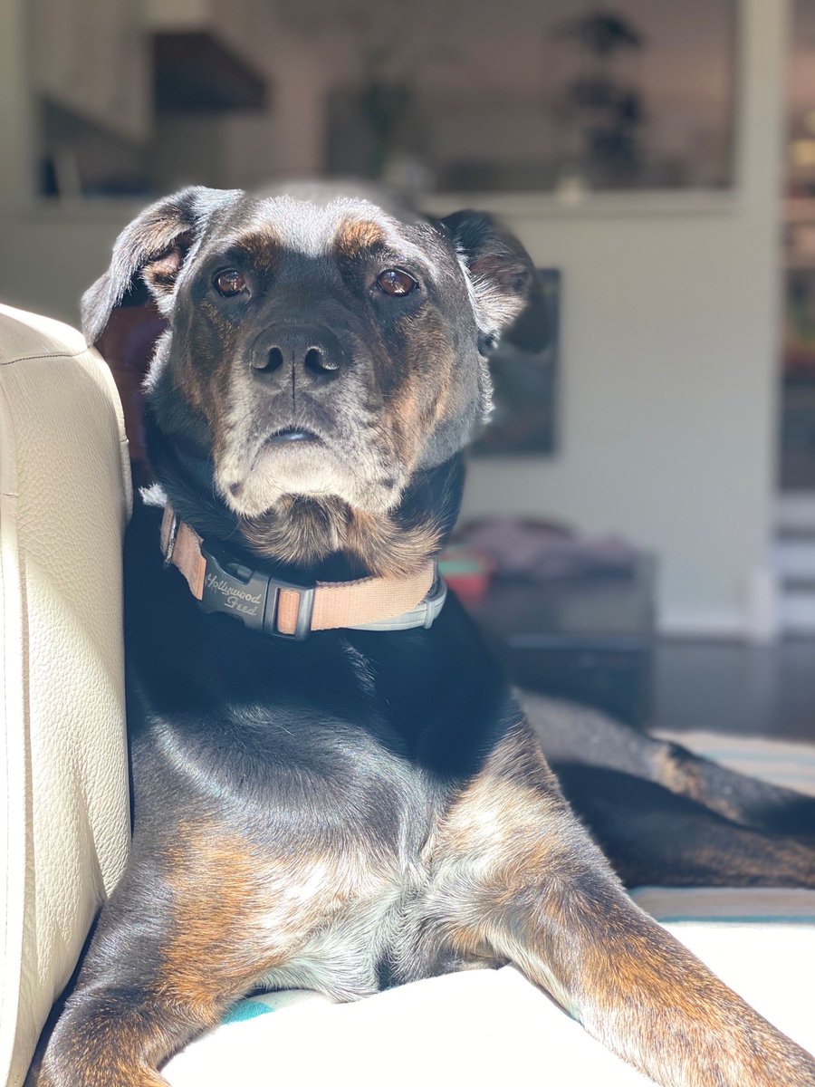 Take a look at Nola and Buc Fitzsimmons and tell us  @Ianfitzespn isn't the luckiest dog dad?! So regal (and sleepy!). #ESPNRadio |  #NationalPetDay