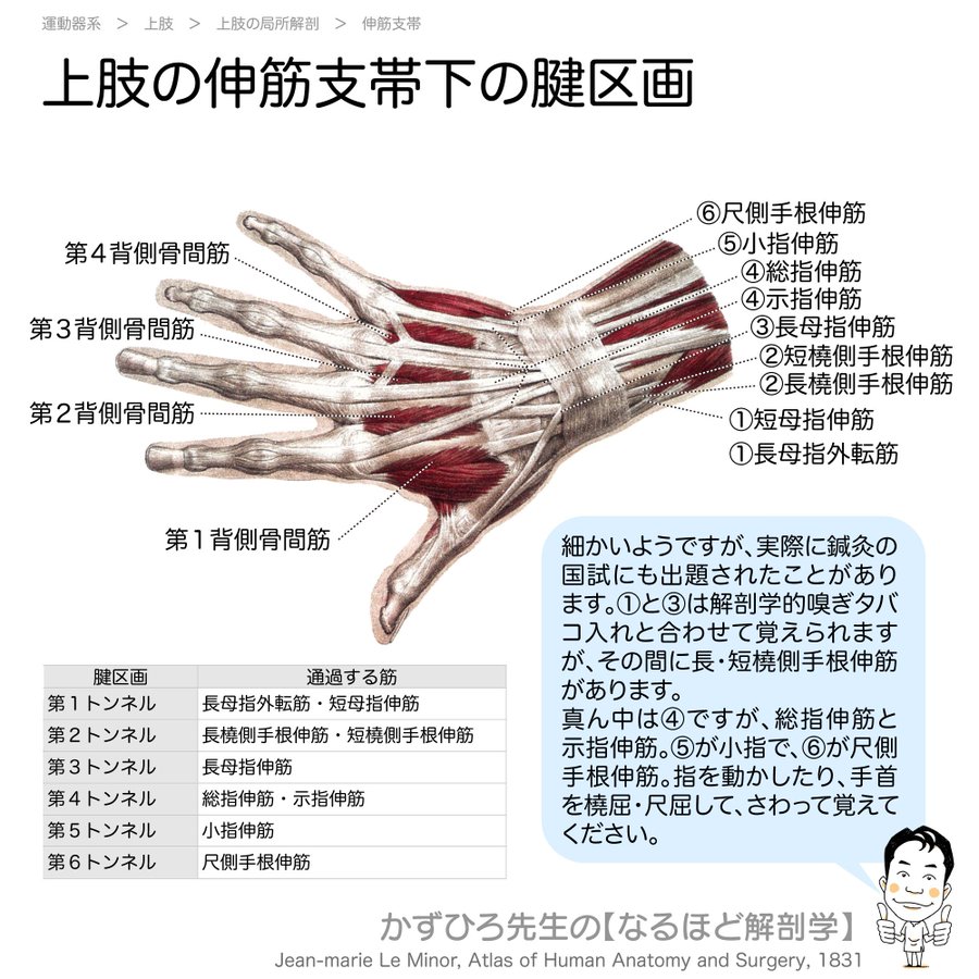 今日のプチ解剖 上肢の伸筋支帯下の6つの管と通過する腱との組合せで正しいのはどれ かずひろ先生 黒澤一弘 解剖学 Note