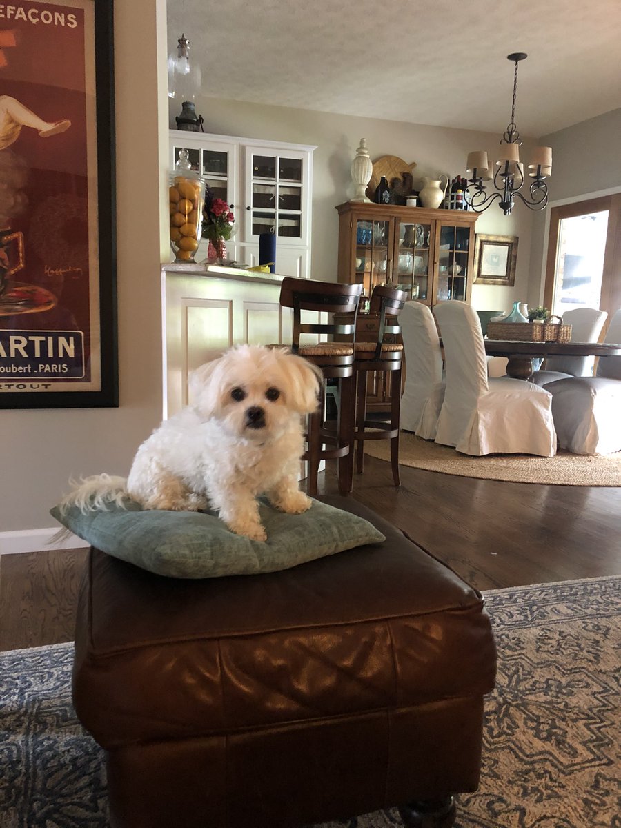 LeffingwellDan's tweet photo. Did someone say itโs #NationalPetDay ?? Hereโs to Macy and my โgrand dogโ Wilson!! Loving their โdogโs lifeโ #ruffingit https://t.co/ec9WmsUSb5