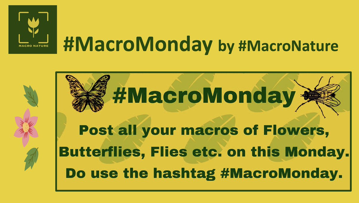 Macro Nature tweet media