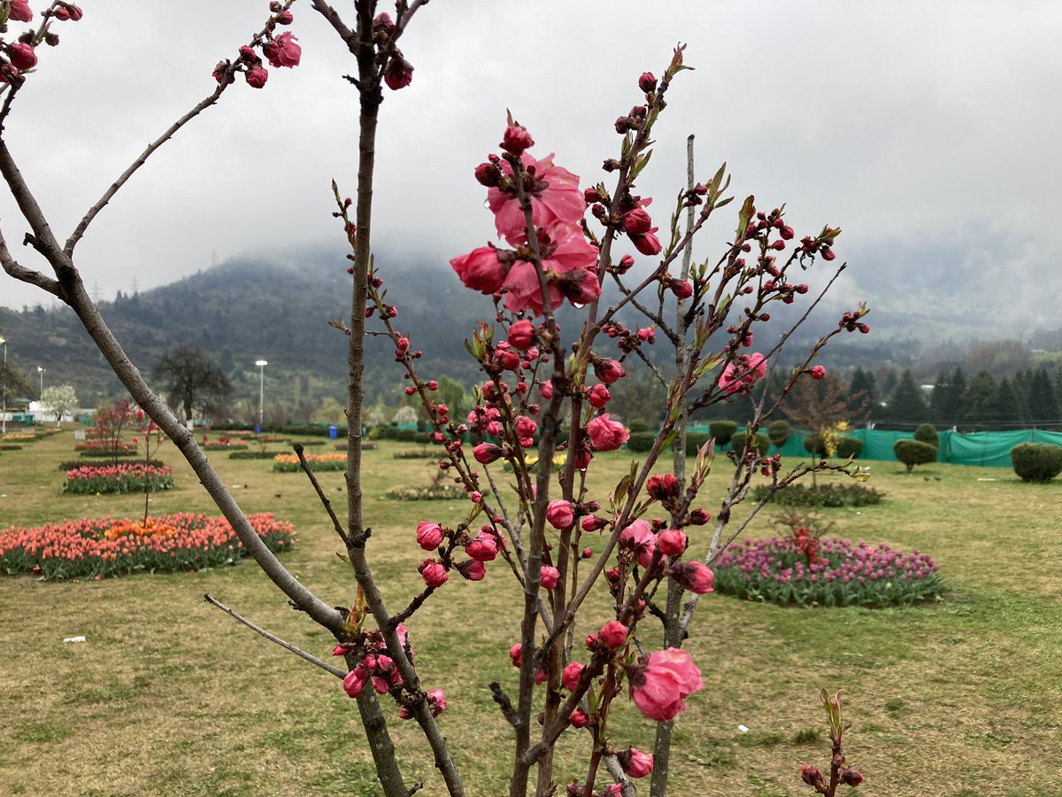 SrinagarGirl's tweet image. 🎶Phoolo’n ke rang se, Dil ki kalam se....🎶 #Spring21 #NaturePhotography #travel #blogger