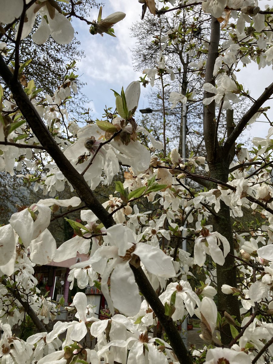 SrinagarGirl's tweet image. 🎶Phoolo’n ke rang se, Dil ki kalam se....🎶 #Spring21 #NaturePhotography #travel #blogger