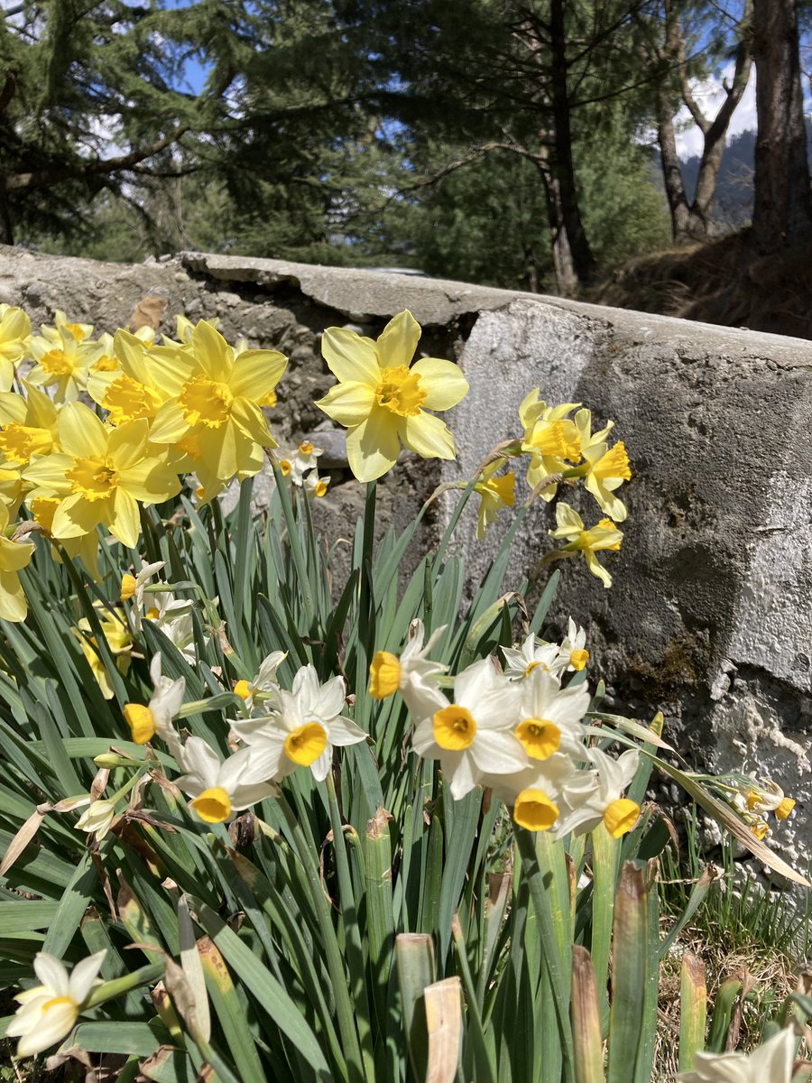 SrinagarGirl's tweet image. 🎶Phoolo’n ke rang se, Dil ki kalam se....🎶 #Spring21 #NaturePhotography #travel #blogger