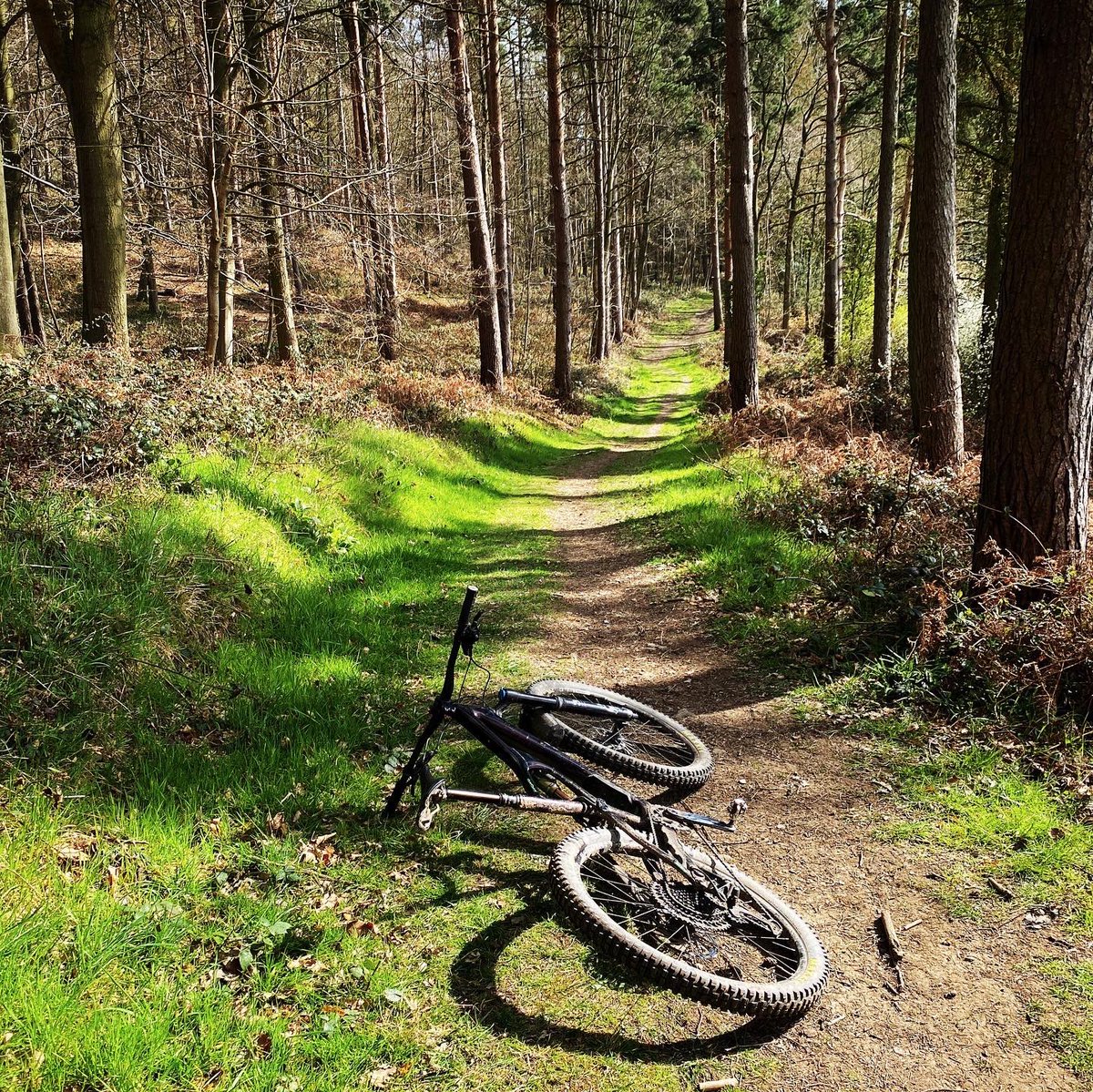 Ross Woodhall tweet media