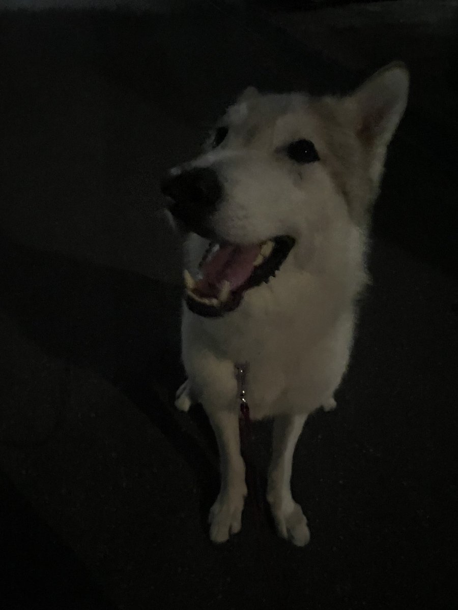 優しさと賢さを兼ね備えた狼犬 優しさと賢さを兼ね備えた狼犬