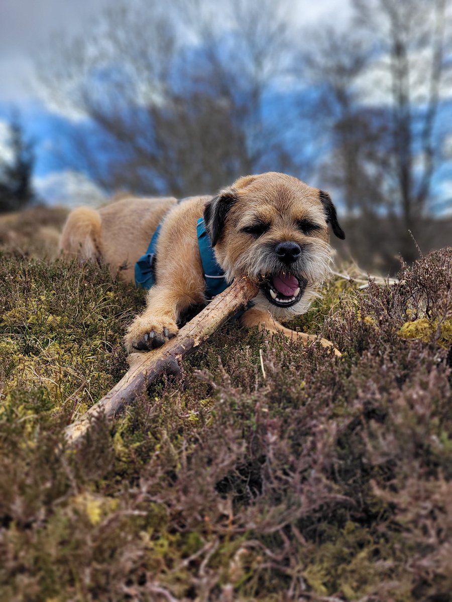 Happy Sunday stick crunchers!🐾🙌❤