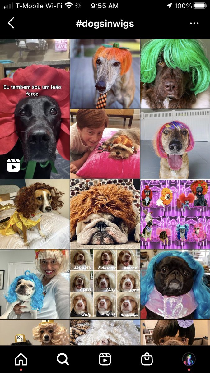carolinecox's tweet photo. I’m begging you not to sleep on the #dogsinwigs tag on IG https://t.co/5WYgdOJFhg