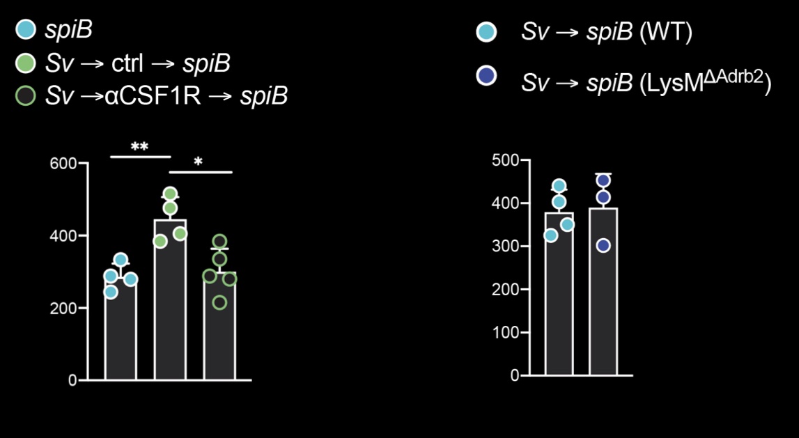 However, S.v. infection did not induce activation of gut sympathetic neurons, and conversely did not depend on b2AR-expression by muscularis macrophages (MM)