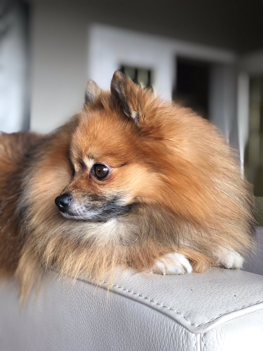 Mgcpompotte's tweet photo. @ImLiteralLarry1 Happy #NationalPetDay 🦁 https://t.co/zl0UyHqL8h
