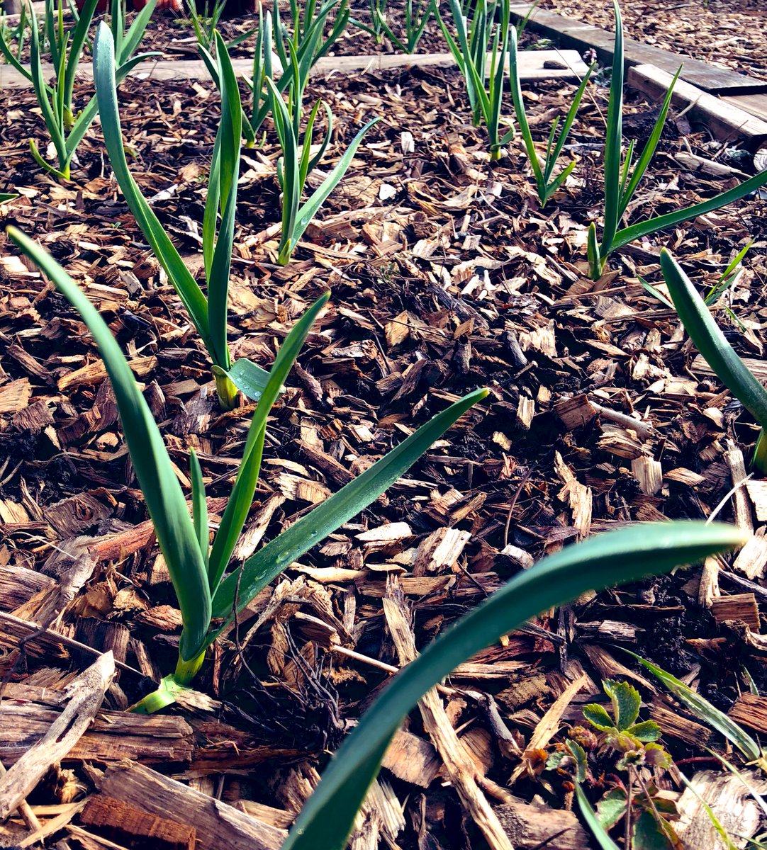 Green_Venture's tweet photo. Last year in the fall we hosted a couple of #GarlicPlanting workshops! ⬇️ Here are the shoots coming up in the #EcoHouse children’s garden. 🌱💦#CommunityGarden #HamOnt https://t.co/uPzFmLjxrf
