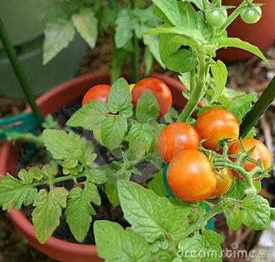 7.Solanaceae are the nightshades including tomatoes, potatoes, and deadly nightshade. Although enjoyed by the Aztecs for millennia, Europeans thought tomatoes were poisonous. Petals are joined in a pointy star shape. Fruits are berries with many seeds. Leaves are distinctive.