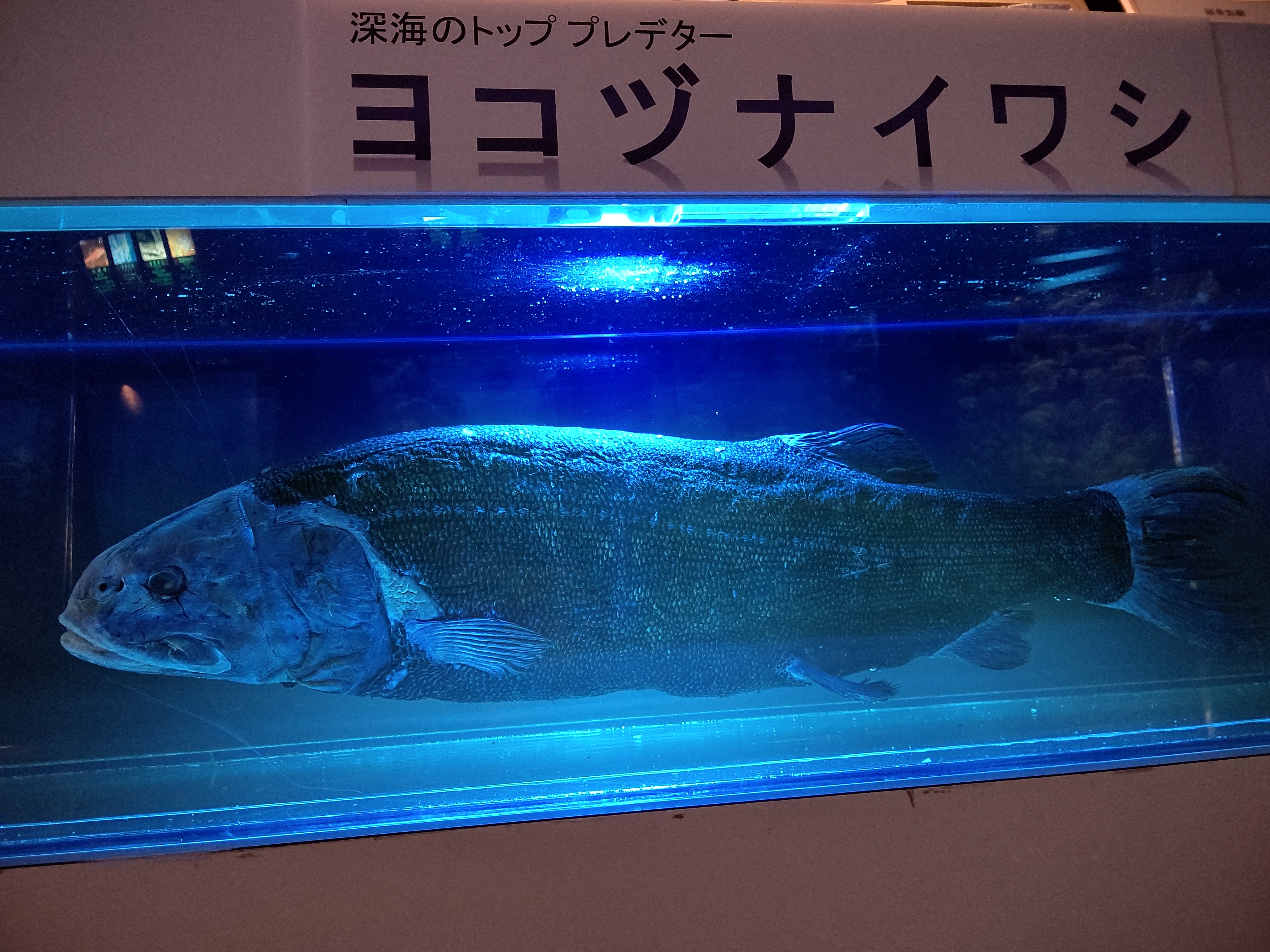 ヨコヅナイワシ Twitter Search Twitter