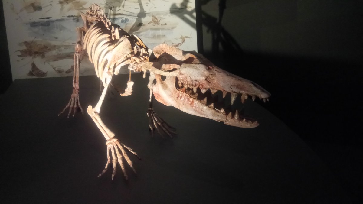 Let's never forget that whales once had legs. 

This is Pakicetus, an early ancestors to whales that lived around 50 million years ago in India. It lived near water, and bones in the skull shows it could hear underwater too!