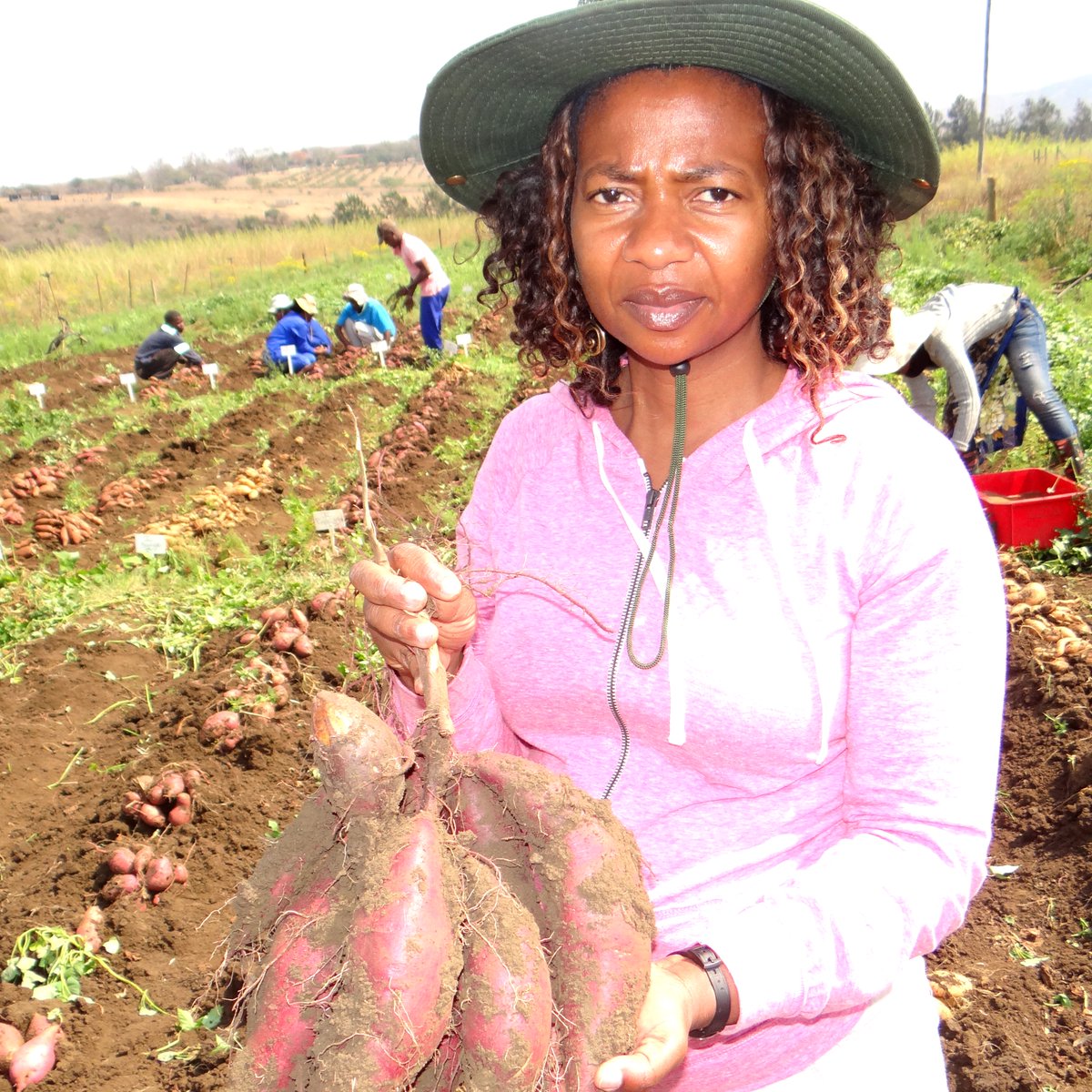 Congratulations Sonia Naidoo for her article published in South African Journal of Plant and Soil, looking at morpho-agronomical characterisation of local and international #sweetpotato germplasm from the South African collection. doi.org/10.1080/025718…