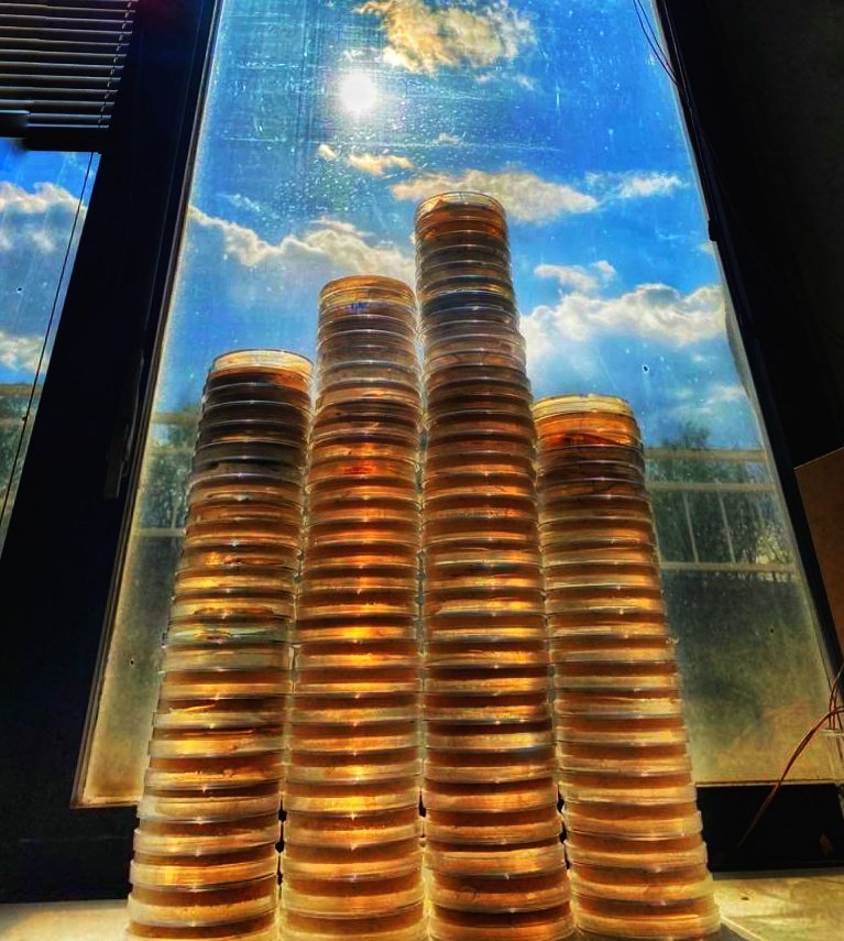 Screening microbial diversity: hard work that pays off 💫 Pursuit for precious enzyme producers is one of the most important part of our project ♻️🌍
#h2020 #plasticpollution #microbiology #enzyme #plasticalternative