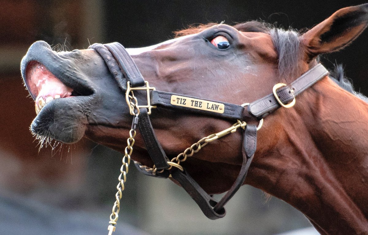 agent_blondie's tweet photo. @Oztiger57 @BrianBengal @tartannettles13 @rabhm69 @jomcd70 @BrianForgie @Brian_PJ10 That's Tiz the Law and he has a very distinguishable feature. Less than 5% of horses have visible sclera. Aside from winning the 2020 Belmont & Travers, his eyes play a role in his popularity amongst fans.
#TizTheLaw
#SirSideEye https://t.co/kfMJWotZqT