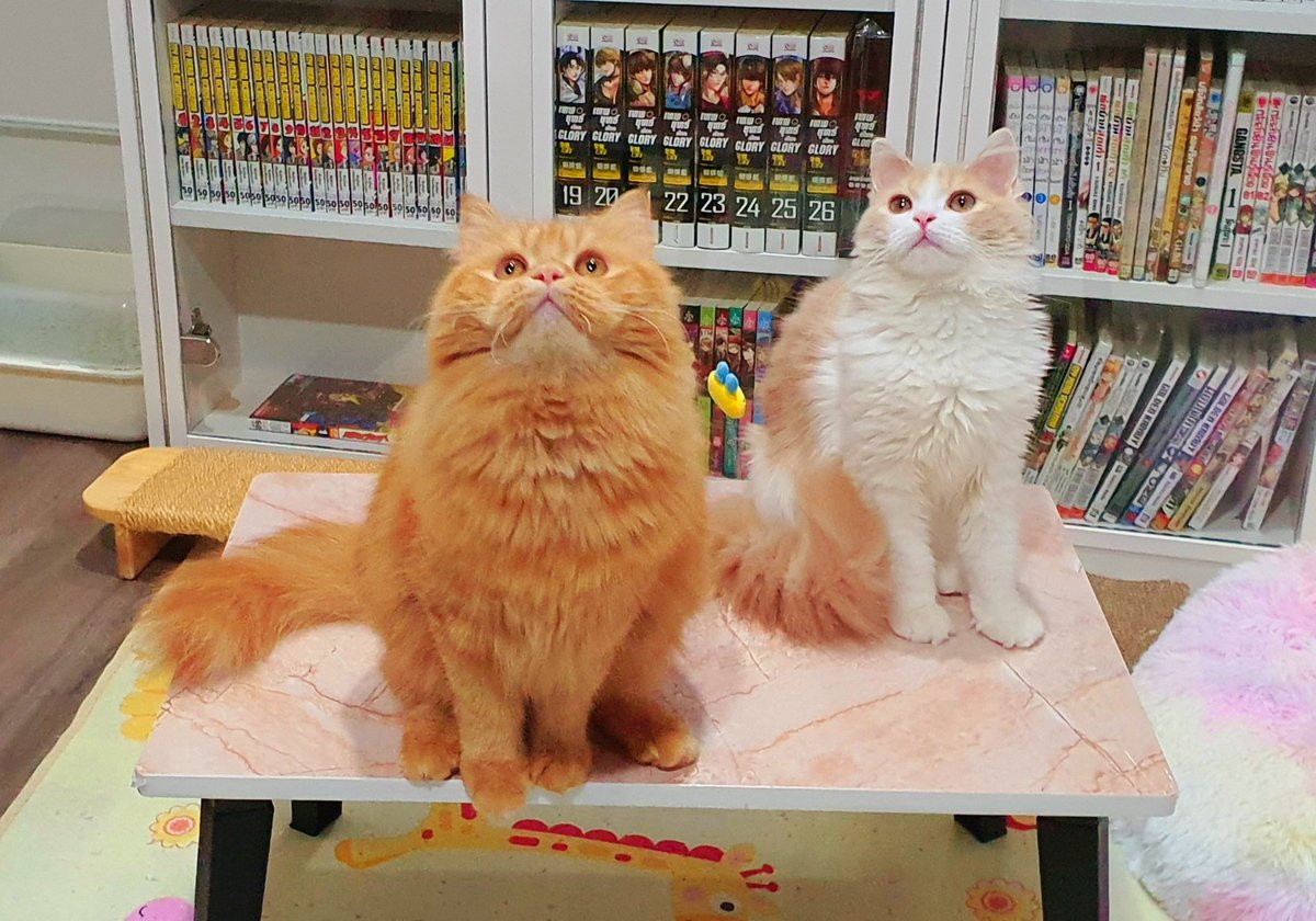 Dark_Farewell's tweet photo. My princesses❤

TABI Day 211
NARI Day 106

11.04.2021

Tabi's IG : tabijourney91
Tabi's FB page : Tabi Journey : Tabi The Tabby Cat

#harlequincat #creamcat #creamharlequin #beigecat 
#TabiJourney #TabiTheTabbyCat #TabiTabby #TabiTheOrangeTabbyCat #cat #gingercat #gingertabby https://t.co/fvBisjfbBT
