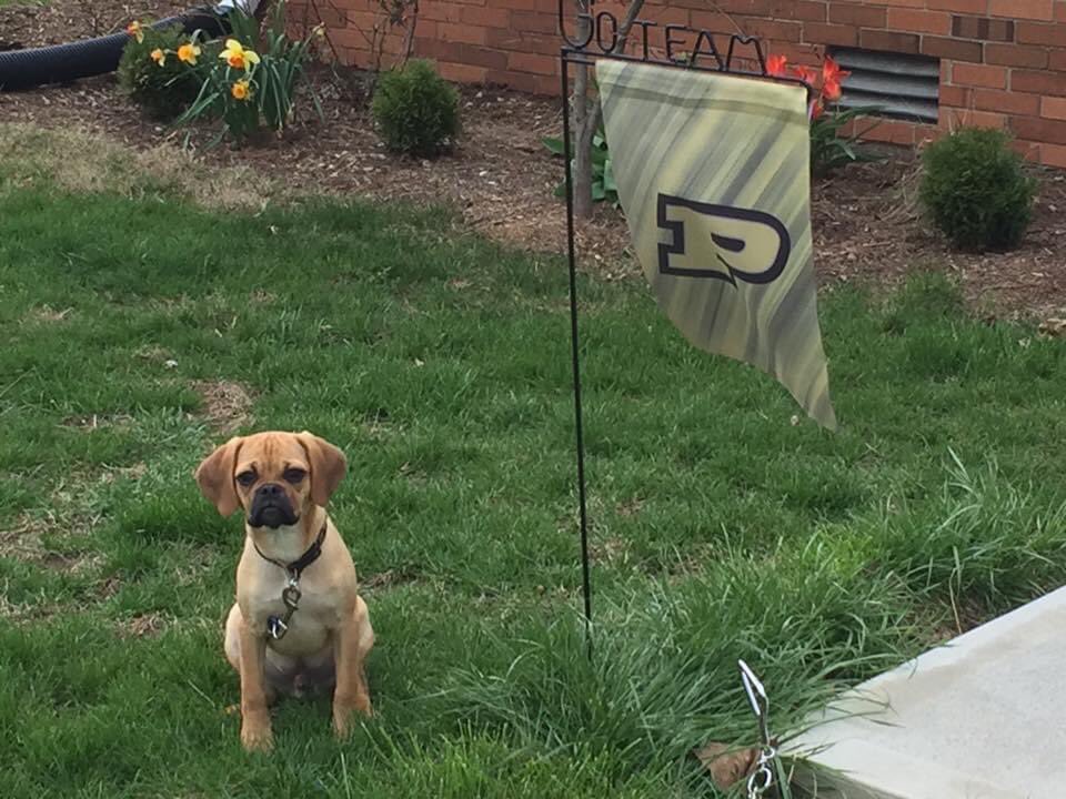 DonnieMcGugan's tweet photo. @LifeAtPurdue #BoilerPup https://t.co/MOBP449sES