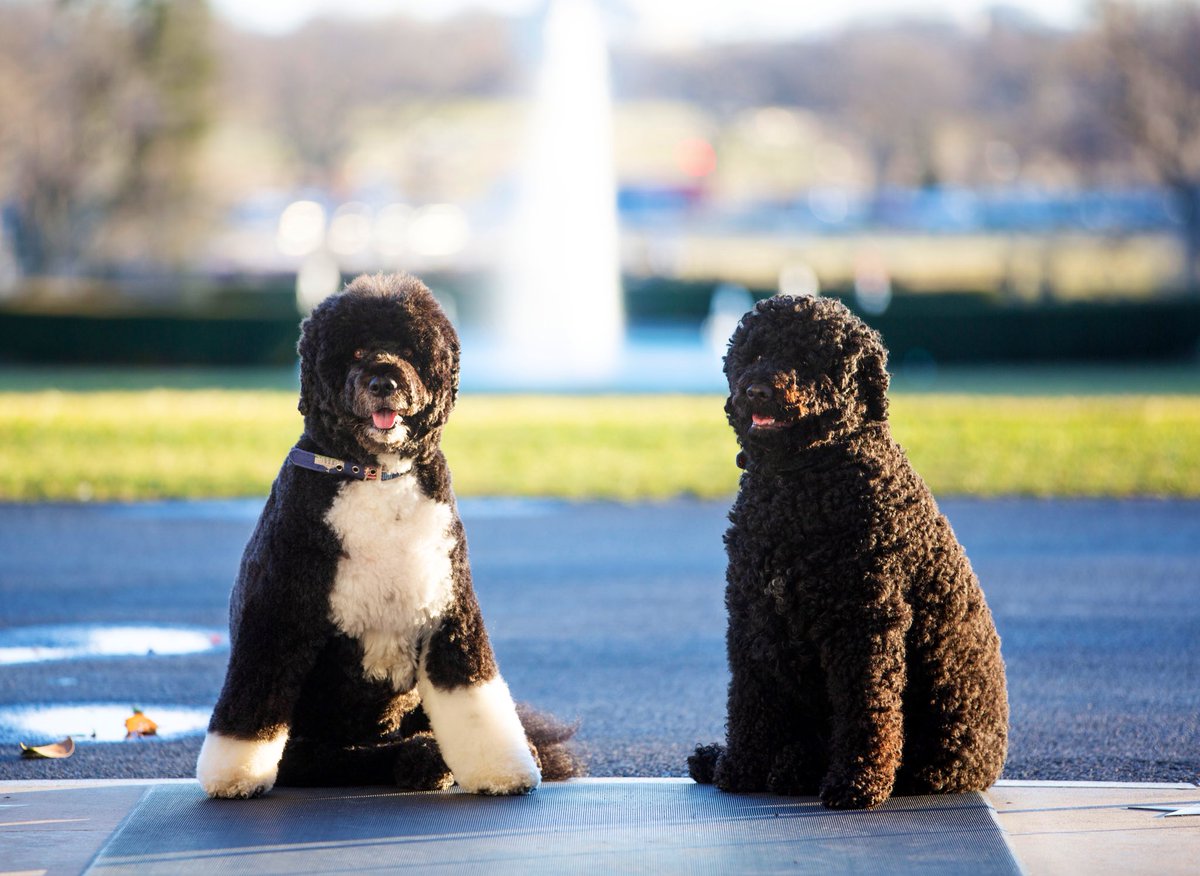 @MichelleObama's photo on #NationalPetDay
