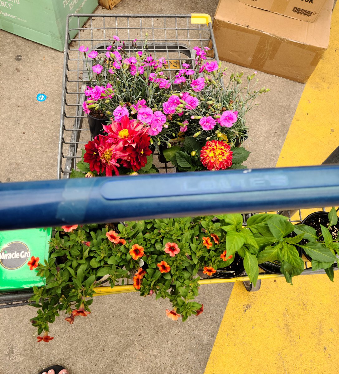 Lady_Arsenic_'s tweet photo. Guess what we will be doing this afternoon? #GardenThings https://t.co/huduZfUNMI