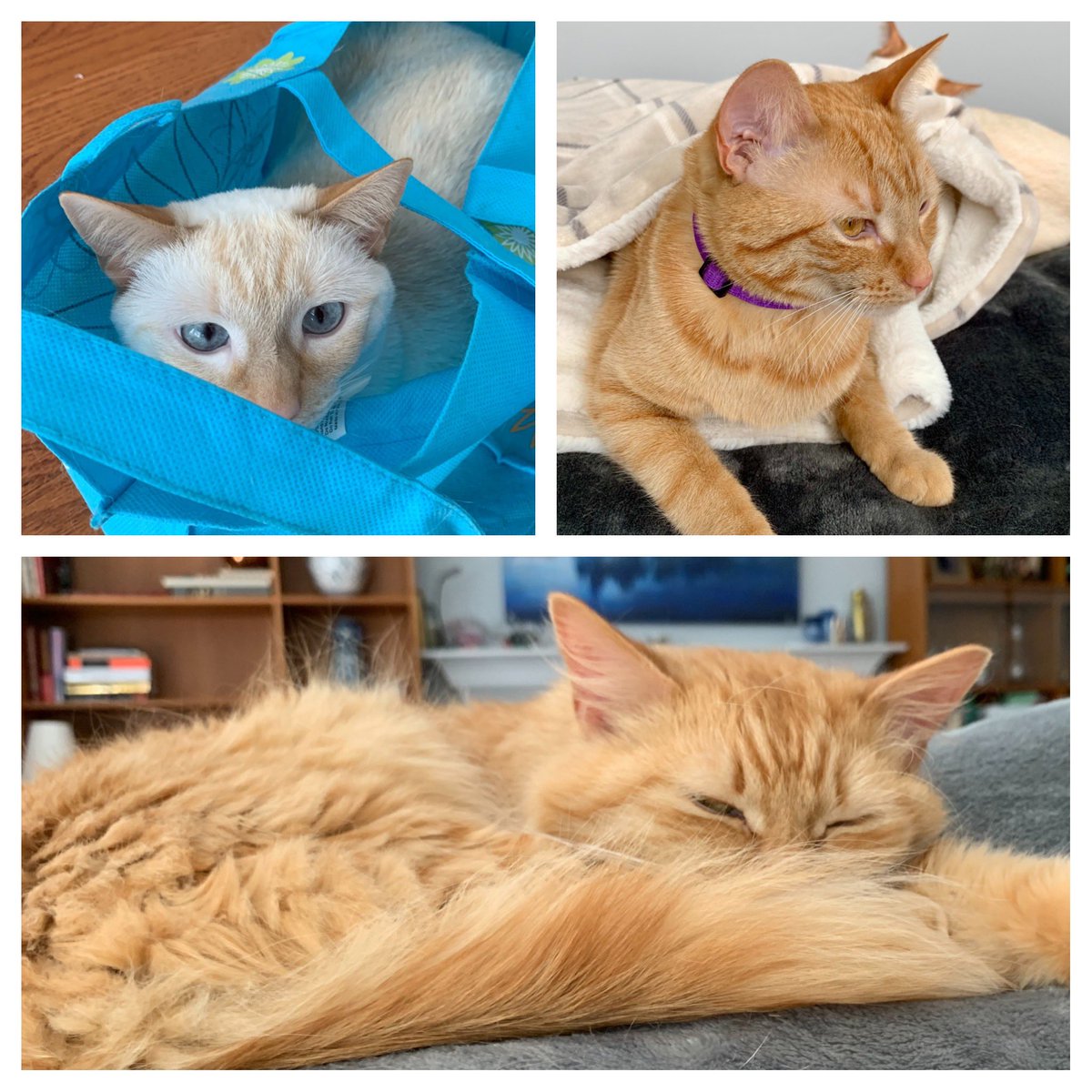 BeverlyGA's tweet photo. @ProjectLincoln Our 3 fur babies (we adopted the whole litter)... 1 white/orange female tabby, 1 orange female tabby, 1 male orange tabby. Shown during their less rambunctious times 🤣 https://t.co/AT49PZTg7U